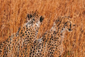 Harshil Gudka Ujp09239lcq Unsplash